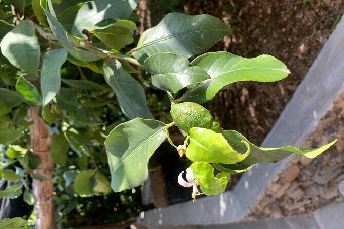 Amalfi Coast - Maiori: Path of Lemons Tour with Tasting - The Lemon Tasting: What You’re Likely to Try and Why It’s Not Just a Snack
