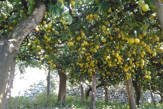 Amalfi Coast - Maiori: Path of Lemons Tour with Tasting - The Lemon Farm Add-On: Giovanni Ruocco’s Visit and the €15 Entrance Fee