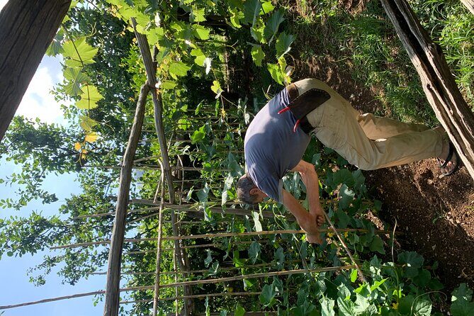 Amalfi Coast - Maiori: Path of Lemons Tour with Tasting - Weather and Timing: When Lemons Mean Lemons
