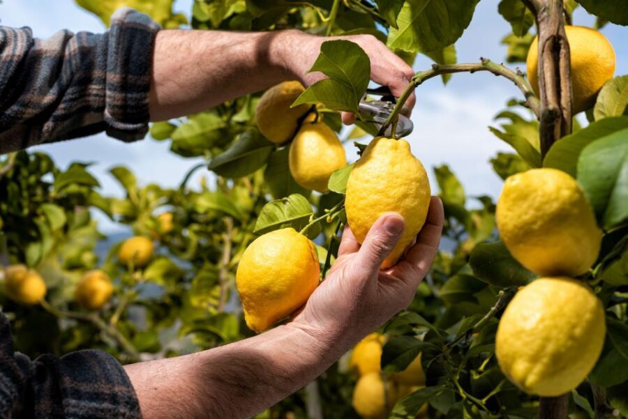 Amalfi: Cooking Class and Farmhouse Visit With Meal - Key highlights you’ll actually remember
