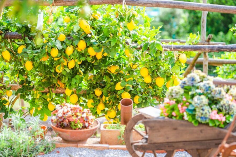 Amalfi: Cooking Class and Farmhouse Visit With Meal - Logistics that matter: meeting point, timing, and what to bring