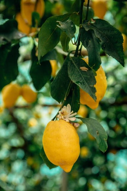 Amalfi: Vertical Lemon Farm Tour, Tastings, and Rural Museum - Walking a Vertical Lemon Grove Above Amalfi