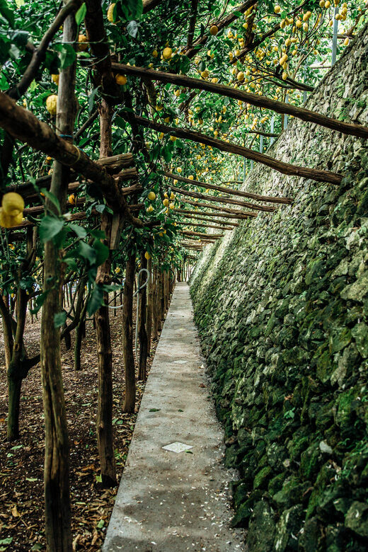 Amalfi: Vertical Lemon Farm Tour, Tastings, and Rural Museum - Inside the Limoncello Laboratory and Factory
