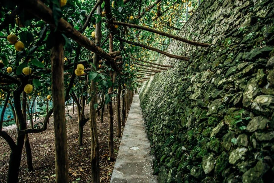 Amalfi: Vertical Lemon Farm Tour, Tastings, and Rural Museum - Practical Tips for Finding the Shop and Walking Up