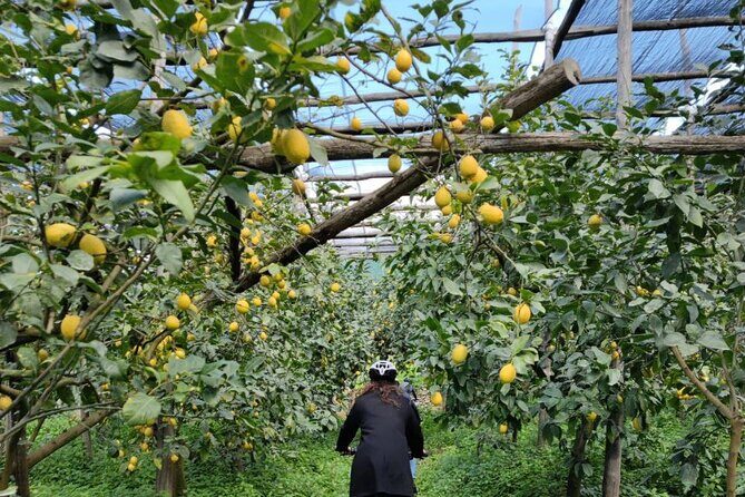 Backroads & Limoncello Experience: Sorrento E-Bike Tour - Stop 2: Agriturismo Il Convento Tasting Tour (Limoncello and Lemon Granita)
