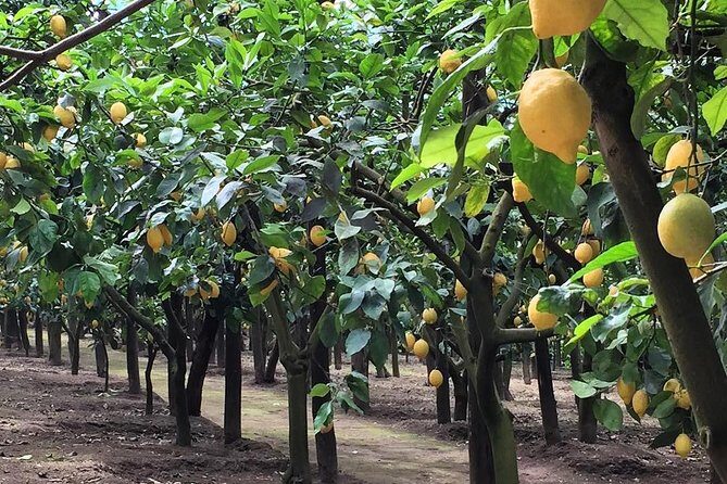 E-Bike Food and Wine Tour in the Sorrento Peninsula - Planning your day: time, meeting point, and pickup