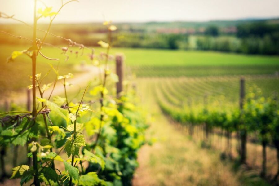 From Naples: Pompeii and Wine Tasting Tour with Lunch - Key Highlights You’ll Care About