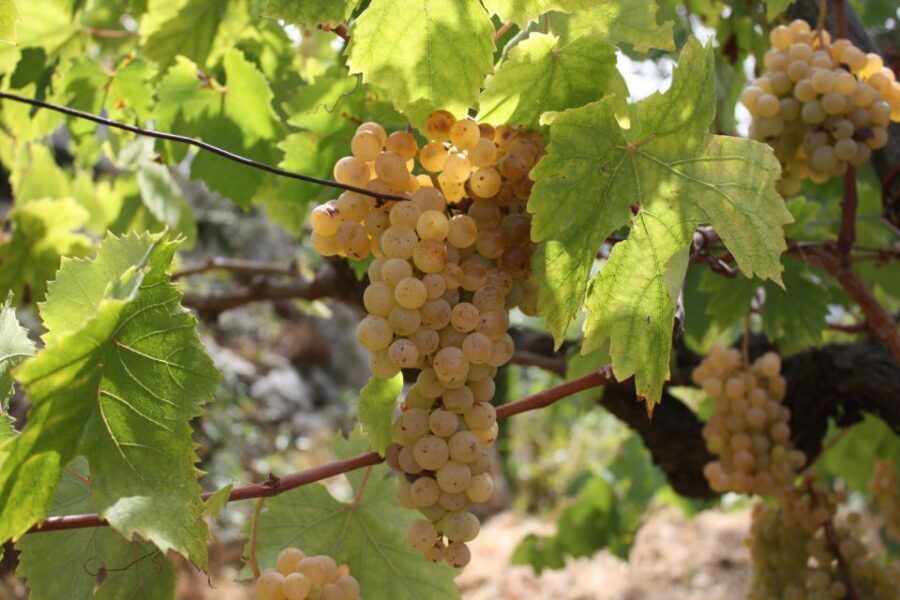 From Naples: Pompeii and Wine Tasting Tour with Lunch - The Vesuvius Wine Country Segment: Volcanic Soil Lessons With Views