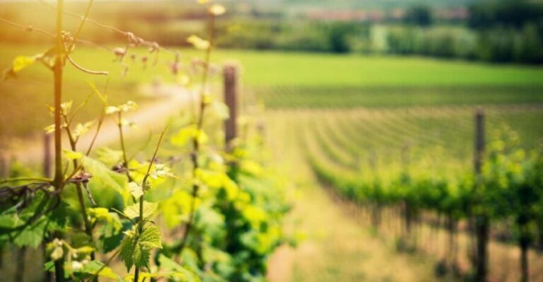 From Naples: Pompeii and Wine Tasting Tour with Lunch - Pompeii Archaeological Site: A 2-Hour Guided Walk That Keeps You Oriented