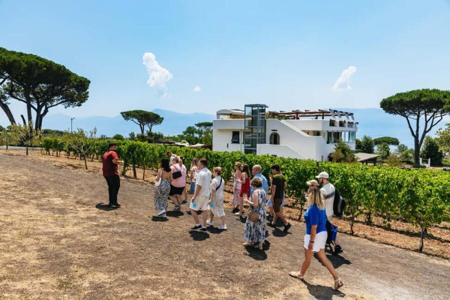From Naples: Wine Tasting Tour on Vesuvius Slopes with Lunch - Should you book this tour?