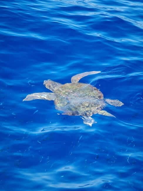 From Sorrento: Capri Boat Tour with Blue Grotto Visit - Boat views of Capri’s icons: Punta Carena, Faraglioni, and more