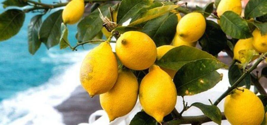 Maiori: Amalfi Coast Path of Lemons Day Trip with Tastings - Maiori to Minori: 3 km of stairs, views, and a slow-but-steady rhythm