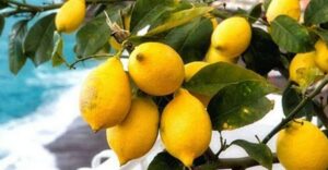 Maiori: Amalfi Coast Path of Lemons Day Trip with Tastings - Starting points and the early stops: Corso Reginna, Santa Maria a Mare, and Torre