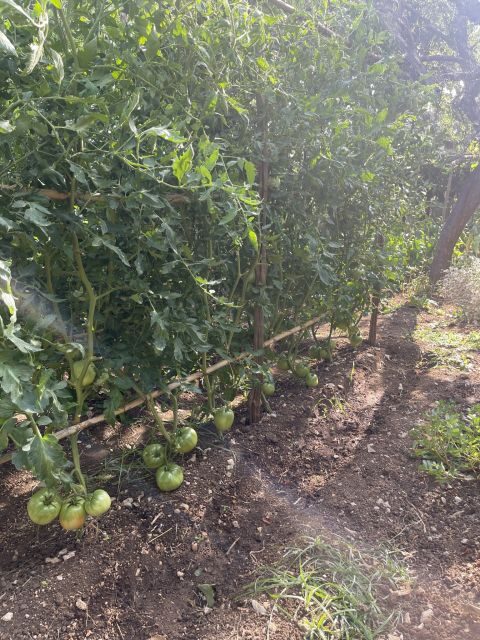 Maiori: Amalfi Coast Path of Lemons Day Trip with Tastings - Giovanni Ruocco’s lemon groves: what you pay for and why it’s central
