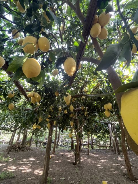 Maiori: Amalfi Coast Path of Lemons Day Trip with Tastings - Guide energy: why the day feels friendly, not rigid