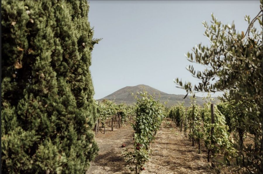 Mount Vesuvius: Vineyard Tour with Wine Tasting and Lunch - Price and Value: What $65 Really Gets You