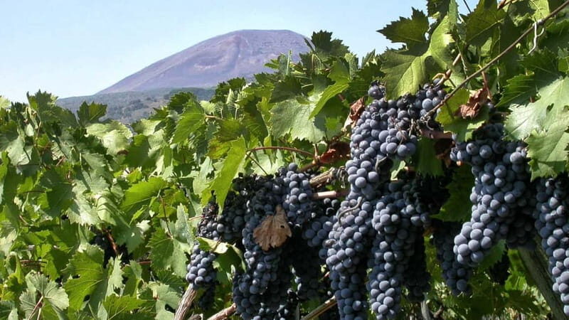 Pompeii: Archeological Tour & Wine Tasting at Mt. Vesuvius - Domus, mosaics, and the plaster casts that stop conversations