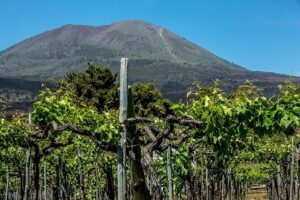 Scenic Wine Tasting & Lunch on the Slopes of Vesuvius from Naples - Arriving at the Winery: What the Vineyard Stroll Is Really About