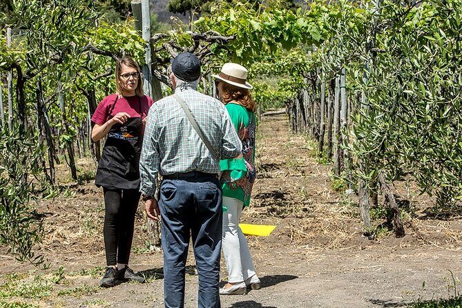 Scenic Wine Tasting & Lunch on the Slopes of Vesuvius from Naples - Lunch on the Slopes: A Mediterranean Meal With Real Pairing