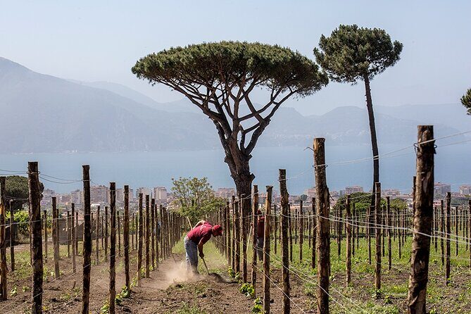 Scenic Wine Tasting & Lunch on the Slopes of Vesuvius from Naples - Value Check: Does This Tour Offer Real Tasting Time?