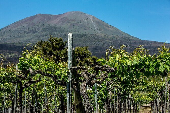 Scenic Wine Tasting & Lunch on the Slopes of Vesuvius from Naples - Arriving at the Winery: What the Vineyard Stroll Is Really About