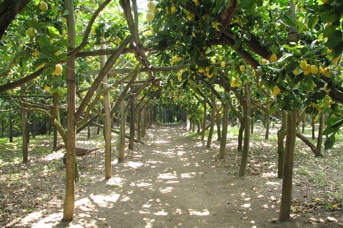 Sorrento Farm and Food Experience including Olive Oil, Limoncello, Wine tasting - Key highlights at a glance
