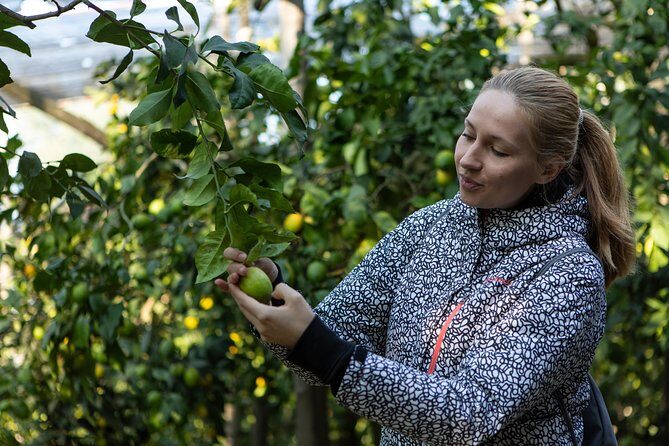 Sorrento Farm by Tuk Tuk: Cheese, Limoncello & Hands-On Pizza - Lemon Farm Stop: Citrus History, Walks Under the Trees, and Sugar-Coated Samples