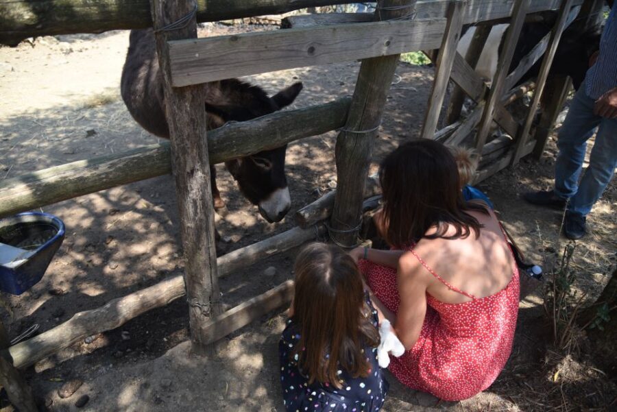 Sorrento: Farm Tour with Cheese Tasting & Pizza Making Class - What to wear and bring: comfortable shoes are non-negotiable