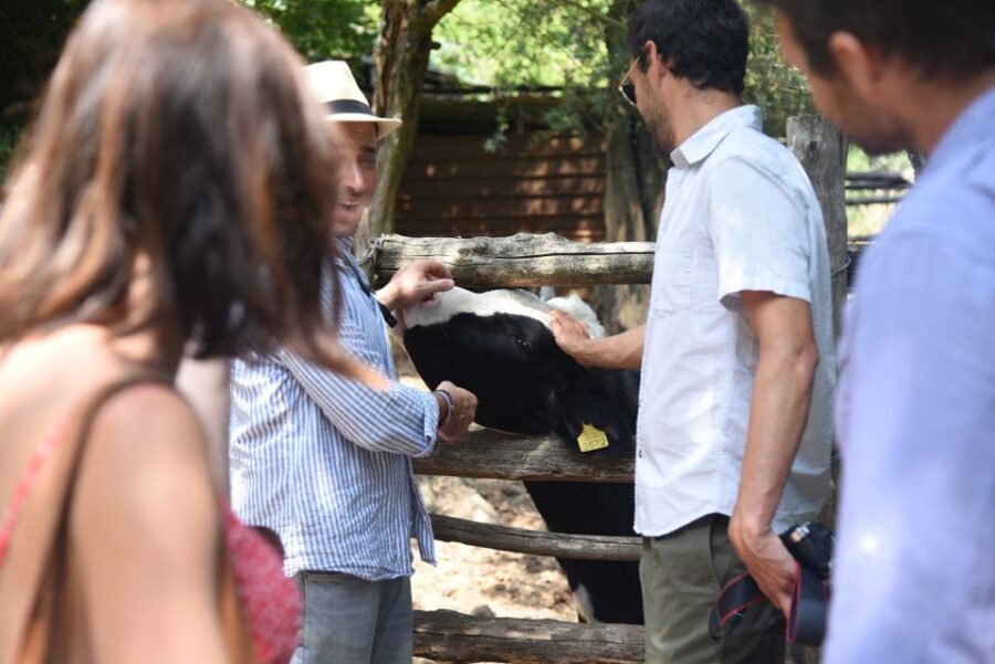 Sorrento: Farm Tour with Cheese Tasting & Pizza Making Class - The farm walk you actually learn from: animals, crops, vineyard, citrus, olives