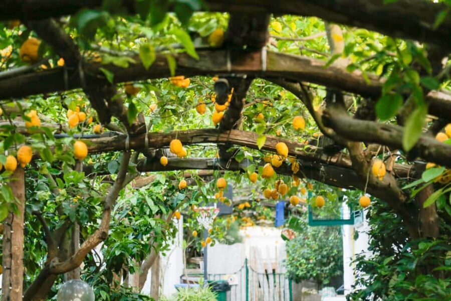 Sorrento: Guided Walking Tour & Street Food Experience - Price and Value: Is $55.80 Fair?