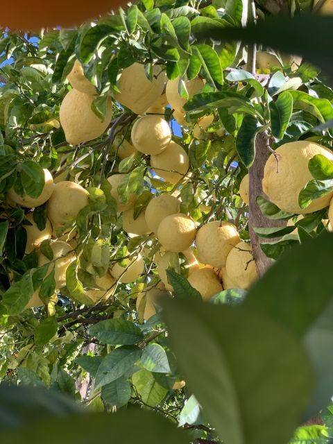 Sorrento: Lemon Garden Tour with Marmalade Tasting - Why Sorrento lemons taste the way they do