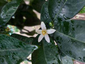 Sorrento: Lemon Garden Tour with Marmalade Tasting - The garden walk: old production methods, not just photos