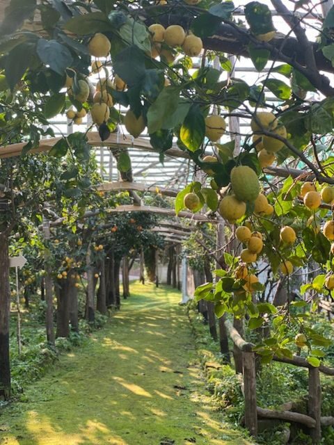 Sorrento: Lemon Garden Tour with Marmalade Tasting - What you learn about cultivation (and why it matters for flavor)