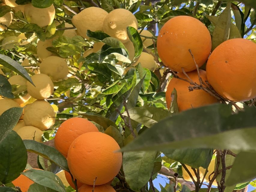 Sorrento: Lemon Garden Tour with Marmalade Tasting - Price and value: what $47 is buying you