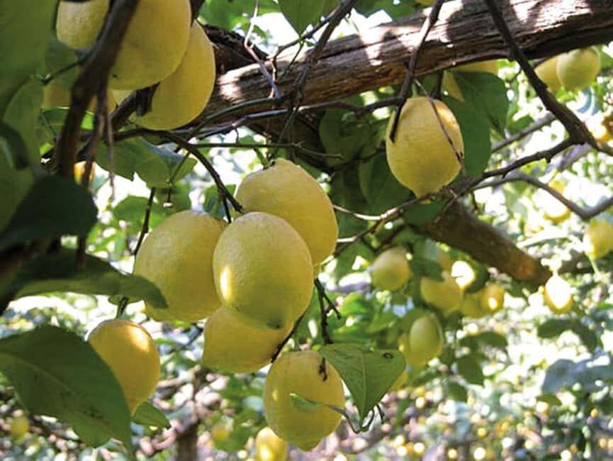 Sorrento: Night time Walking Tour & Limoncello Tasting - Price and Value: Is $28 Actually Fair?
